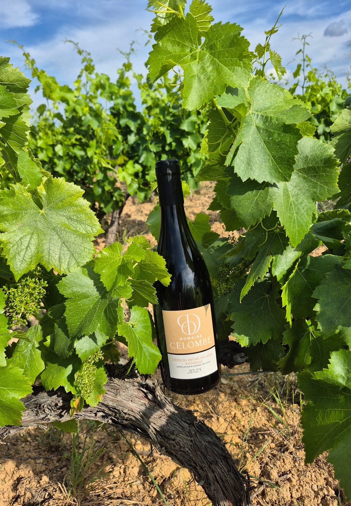 Côtes du Rhône VIllages Puyméras 2025